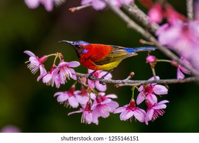 Flying Bird Nature Habitat Blue Hummingbird Stock Photo (Edit Now ...