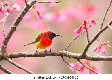 Mrs.Gould's Sunbird Little Bird On Pink Flower.