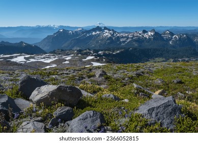 Mt Adams Looms Behind Wildflower Covered Moutains in Washington wilderness