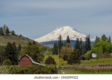 Mt Adams, Washington, Seen From Hood River, Oregon II