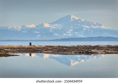 Mt Baker Behind Boundary Bay. The view of Mt Baker from Centennial Beach in Delta, British Columbia, Canada.

                               