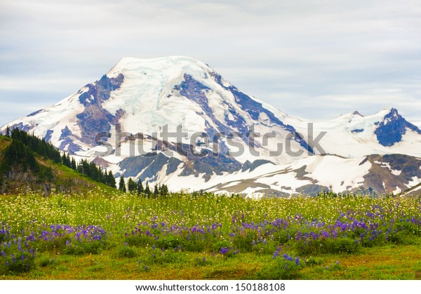 Mt. Baker, Washington, USA. The wildflowers along the\
Skyline Divide trail are spectacular during the month of August.\
Mt. Baker is located in the Pacific Northwest and is part of the\
North Cascade. 