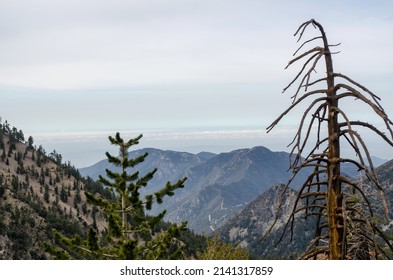 Mt. Baldy Hike In Angeles National Forest