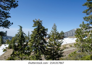 Mt. Baldy Hike In Angeles National Forest