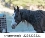 Mt. Charleston, Nevada, USA - June 14, 2018:  Wild horse herd roams in Nevada.