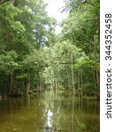 Mt. Dora Canal, Florida