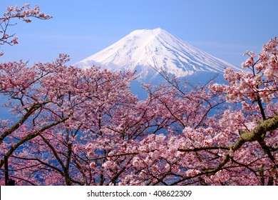 Mt Fuji and Cherry Blossom  in Japan Spring Season (Japanese Call Sakura ) Selective Focus