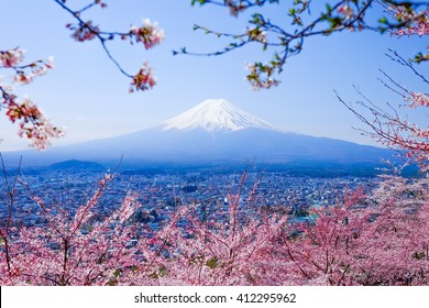 Mt. Fuji With Cherry Blossom (Sakura )in Spring, Fujiyoshida, Japan