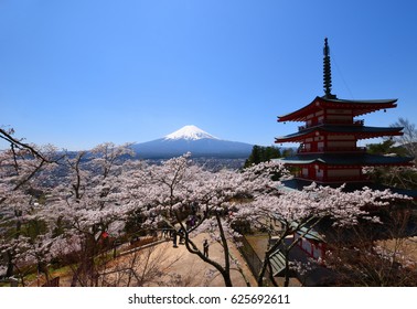 Mt. Fuji and Cherry blossoms