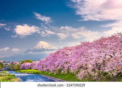 Mt. Fuji, Japan Spring Landscape.