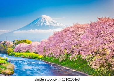 Mt. Fuji, Japan Spring Landscape And River With Cherry Blossoms.