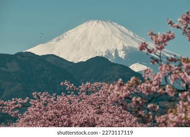 Mt Fuji and Kawazu Cherry Blossoms bloom from Matsuda Herb Garden, Nishihirabatake Park, Kanagawa prefecture, Japan