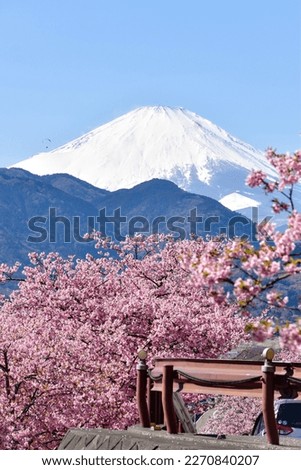 Mt Fuji and Kawazu Cherry Blossoms bloom at Nishihirabatake Park, Matsuda, Kanagawa Prefecture, Japan ストックフォト © 