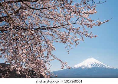 Mt. Fuji over Cherry Blossoms