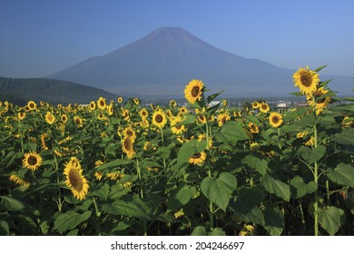 Mt. Fuji And Sunflower