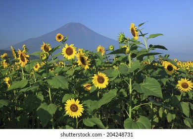 Mt. Fuji And Sunflower