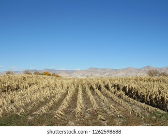 Mt Garfield Corn Field