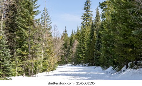 Mt Hood National Forest Snowy Spring