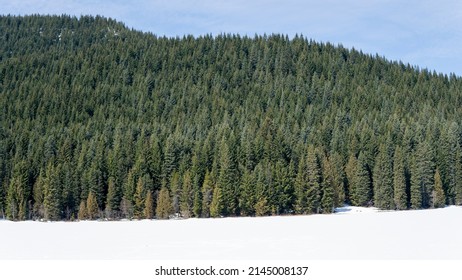 Mt Hood National Forest Snowy Spring