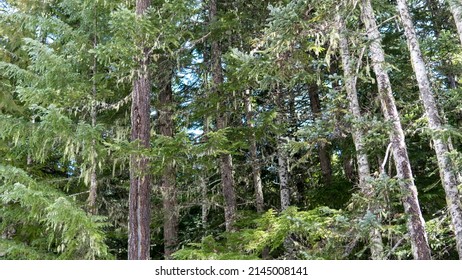 Mt Hood National Forest Snowy Spring