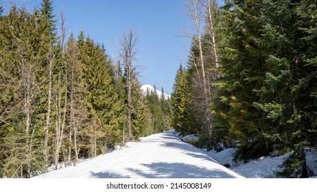 Mt Hood National Forest Snowy Spring