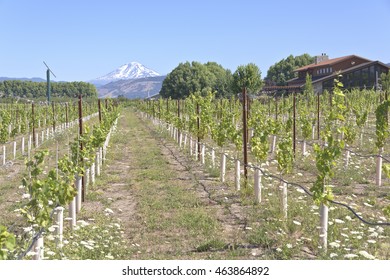 Mt Hood Winery New Crops In Hood River Valley Oregon.