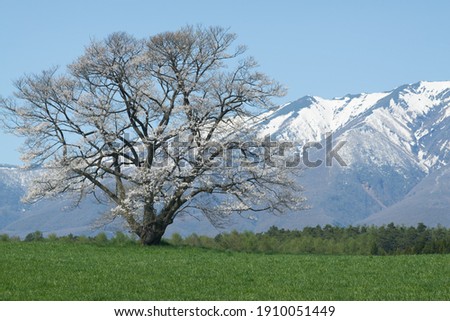 Mt. Iwate in the blue sky and cherry blossoms at Koiwai Farm                       Stock photo © 