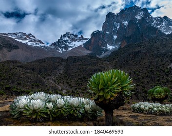 Mt. Kenya And Green Lobelia