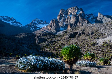 Mt. Kenya And Green Lobelia