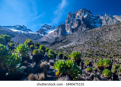 Mt. Kenya And Green Lobelias