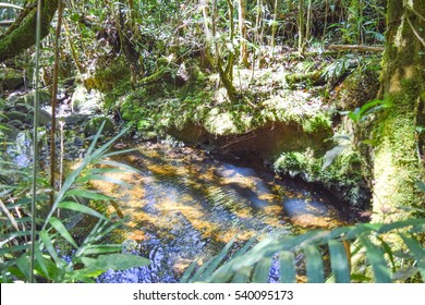 Mt Kinabalu Botanical Garden Kinabalu Park Stock Photo 540095173 ...