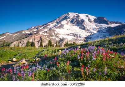 Mt Rainier National Park Wildflowers Summer Time Cascade Mountain Wilderness