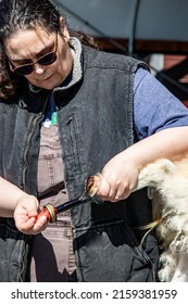 Mt. Vernon, WA - USA - 05-07-2022: Fairgrounds Small Animal Clinic - Goat Hoof Repair