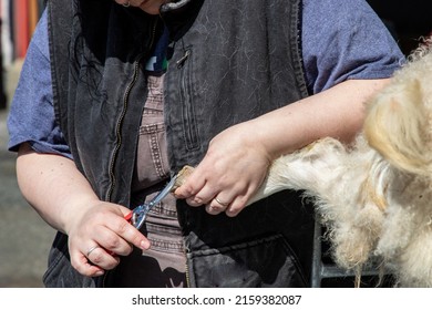 Mt. Vernon, WA - USA - 05-07-2022: Fairgrounds Small Animal Clinic - Goat Hoof Repair