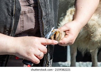 Mt. Vernon, WA - USA - 05-07-2022: Fairgrounds Small Animal Clinic - Goat Hoof Repair