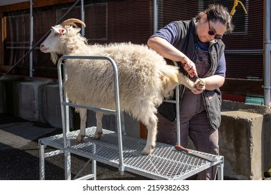 Mt. Vernon, WA - USA - 05-07-2022: Fairgrounds Small Animal Clinic - Goat Hoof Repair