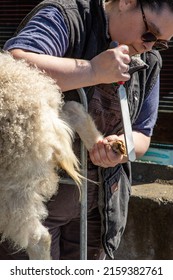 Mt. Vernon, WA - USA - 05-07-2022: Fairgrounds Small Animal Clinic - Goat Hoof Repair