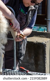 Mt. Vernon, WA - USA - 05-07-2022: Fairgrounds Small Animal Clinic - Goat Hoof Repair