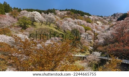 Mt. Yoshino with SAKURA(cherry blossoms) in full bloom,sacred trees in this area .
Sacred Sites and Pilgrimage Routes in the Kii Mountain Range, Registered as a World Heritage Site