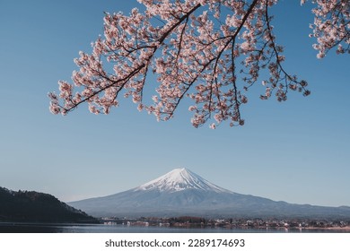 Mt.Fuji (富士山) with Fully bloom of Cherry Blossom at Kawaguchi lake, Japan