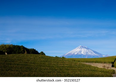 Mt.Fuji And Green Tea Field