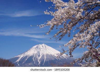 Mt.Fuji And Sakura  Spring In Japan.