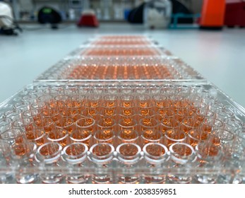 MTT Cell Viability Assay In Cancer Research