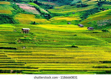 Mu Cang Chai Stock Photo 1186660831 | Shutterstock