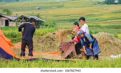 Mu Cang Chai Minority Hmong Harvesting Stock Photo 1067827943 ...