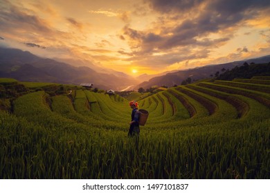 Mu Cang Chai, Vietnam 09/06/2019 : Tribal Woman, Farmer, With Paddy Rice Terraces, Agricultural Fields In Countryside Of Yen Bai, Mountain Hills Valley In South East Asia. Nature Landscape Background.