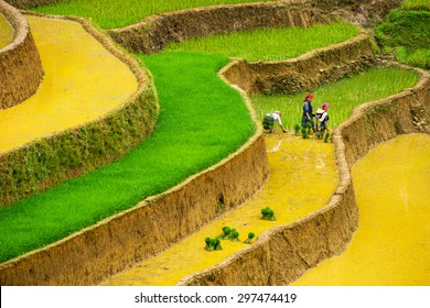 MU CANG CHAI, VIETNAM - JUNE 13: The unidentified farmers do agriculture job on their fields on June 13, 2015 in Mu Cang Chai, Yen Bai, Vietnam. This work is part of the Vietnam traditional 