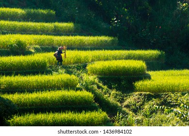 MU CANG CHAI, VIETNAM - SEP. 23, 2018: An Unidentified Ethnic Mother Going To Work With A Baby On Her Back.  Life In This Mountainous Region Is Still Under Normal Living Standard.