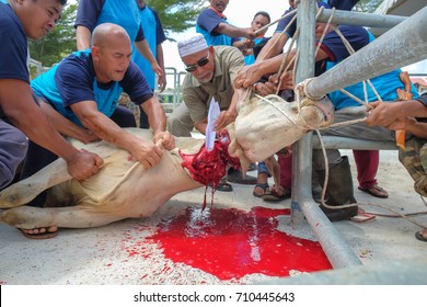 Animal Slaughtering Images, Stock Photos & Vectors 