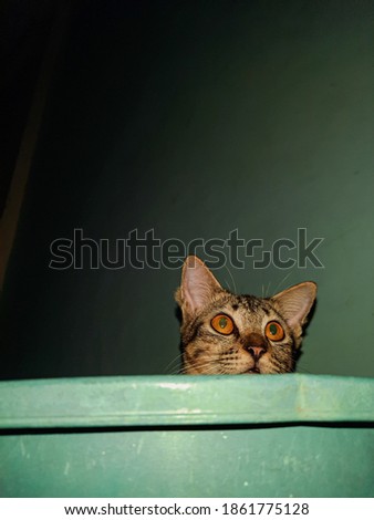 Similar – Image, Stock Photo The Hidden Cat Beautiful